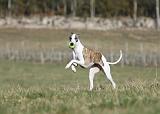 WHIPPET 333